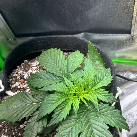 Apple fritter auto growlog photo: 48horas depois do lst