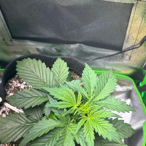 Apple fritter auto growlog timeline photo