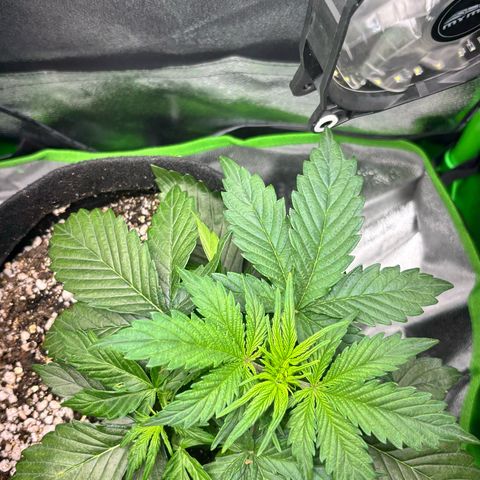 Apple fritter auto growlog photo: Ajuste na posição das folhas para os novos caules receberem luz 