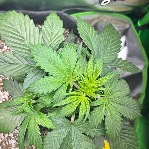 Apple fritter auto growlog timeline photo