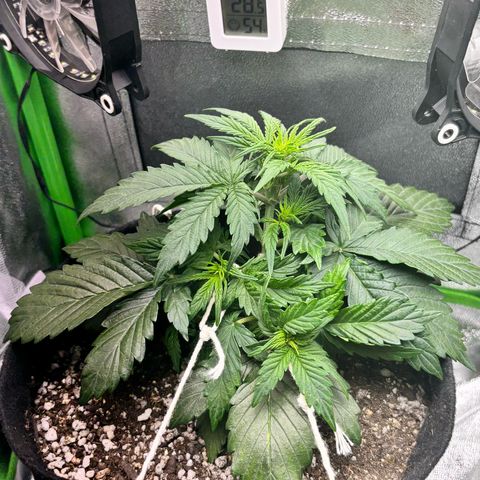 Apple fritter auto growlog photo: Mais lst aplicado