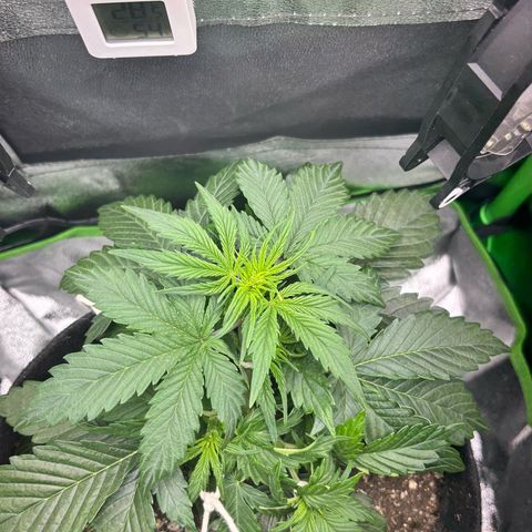 Apple fritter auto growlog photo: Mais lst aplicado