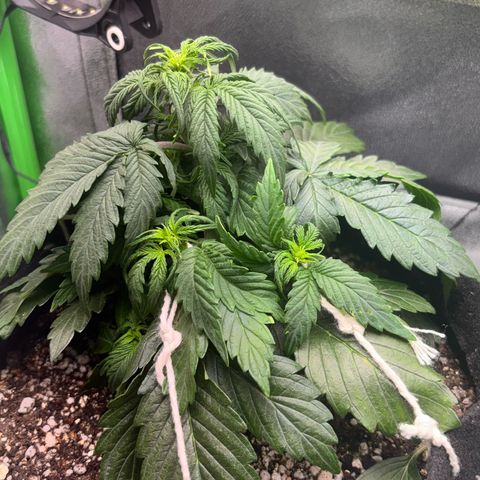 Apple fritter auto growlog photo: Leaf tucking aplicado e pequena defoliaçāo 