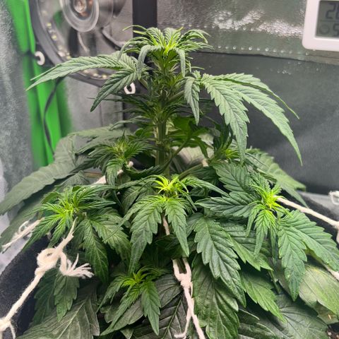 Apple fritter auto growlog photo: Mais Lst aplicado nos caules laterais 