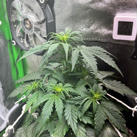 Apple fritter auto growlog timeline photo