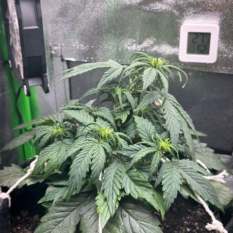 Apple fritter auto growlog timeline photo