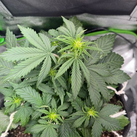 Apple fritter auto growlog timeline photo