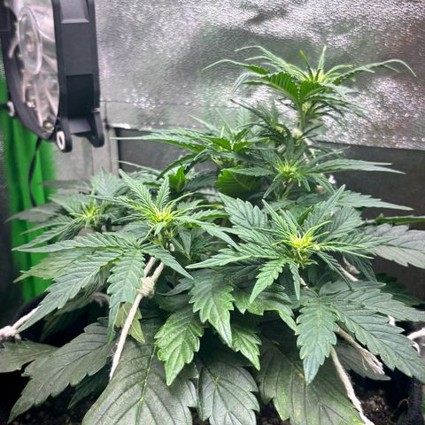 Apple fritter auto growlog timeline photo