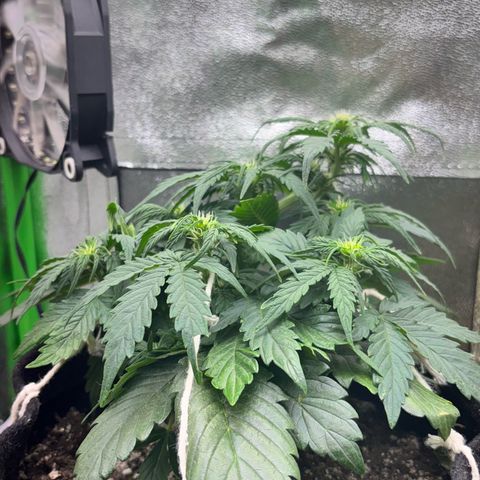 Apple fritter auto growlog timeline photo