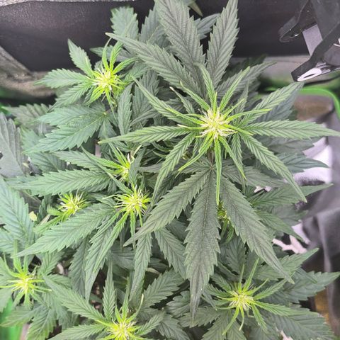 Apple fritter auto growlog timeline photo