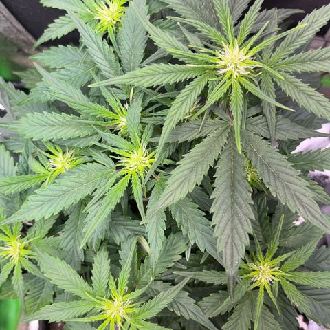 Apple fritter auto growlog timeline photo