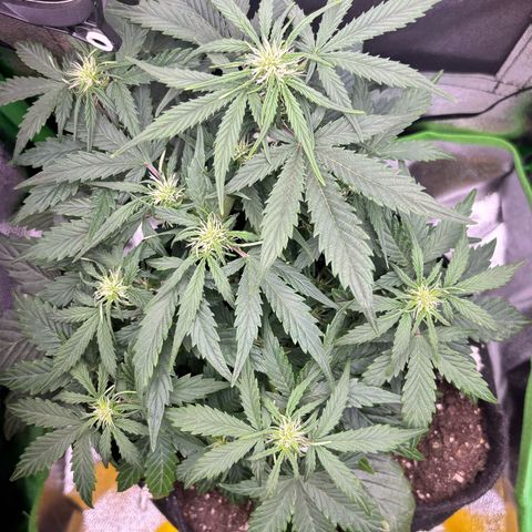 Apple fritter auto growlog timeline photo