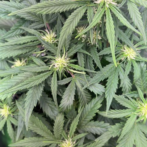 Apple fritter auto growlog timeline photo