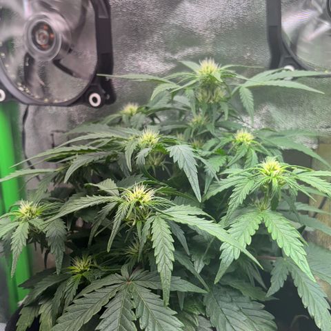 Apple fritter auto growlog timeline photo