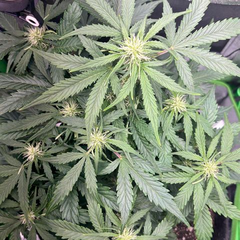 Apple fritter auto growlog timeline photo