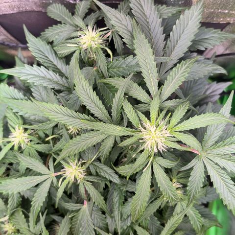 Apple fritter auto growlog timeline photo