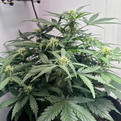 Apple fritter auto growlog timeline photo