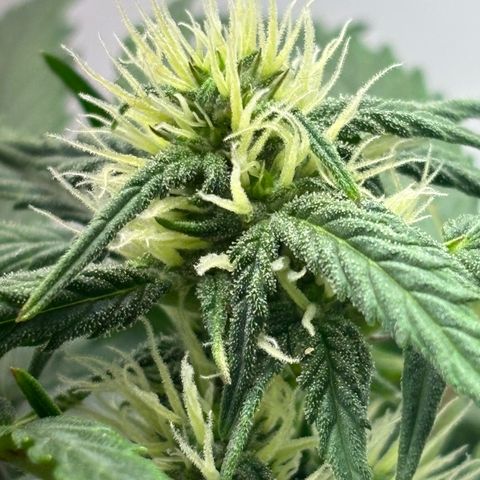 Apple fritter auto growlog timeline photo