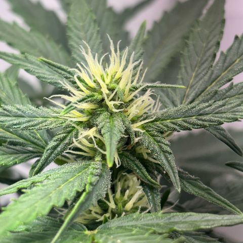 Apple fritter auto growlog timeline photo