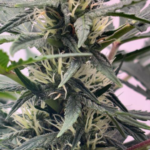Apple fritter auto growlog timeline photo