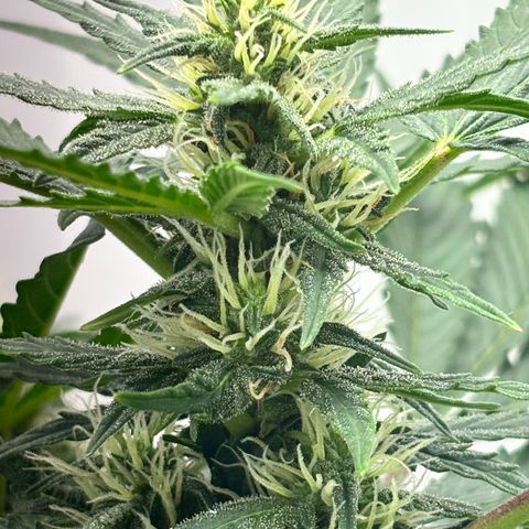 Apple fritter auto growlog timeline photo