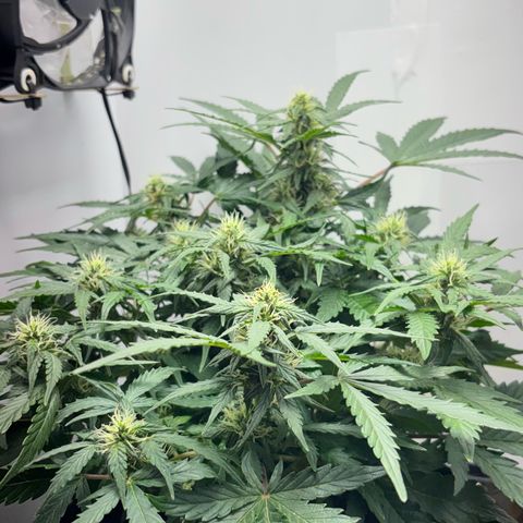Apple fritter auto growlog timeline photo