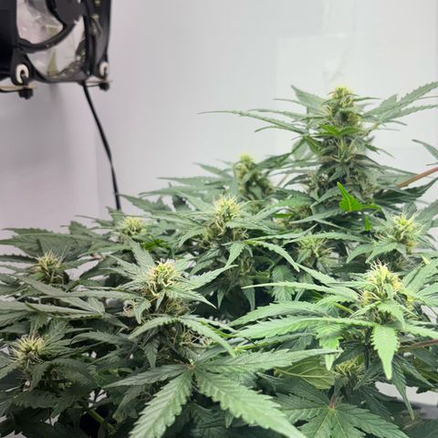 Apple fritter auto growlog timeline photo