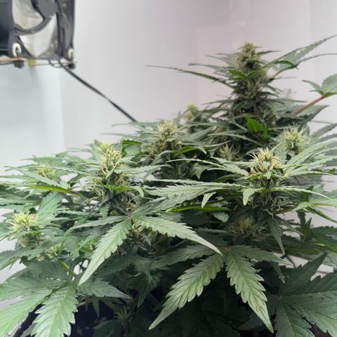 Apple fritter auto growlog timeline photo