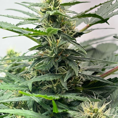 Apple fritter auto growlog timeline photo
