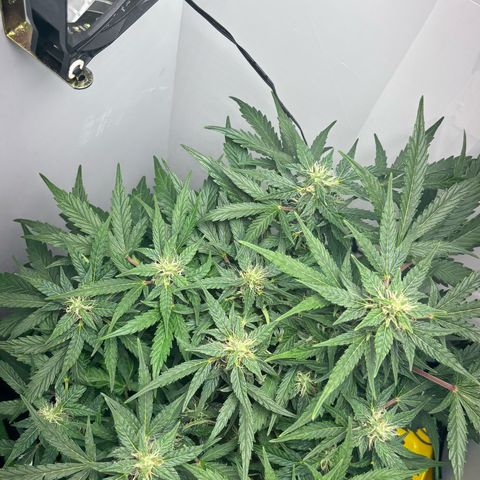 Apple fritter auto growlog timeline photo