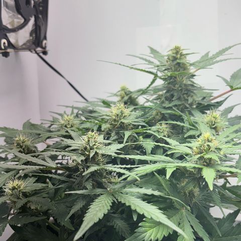 Apple fritter auto growlog timeline photo
