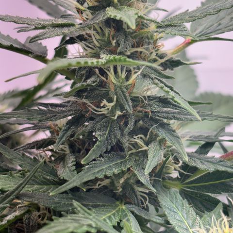 Apple fritter auto growlog timeline photo