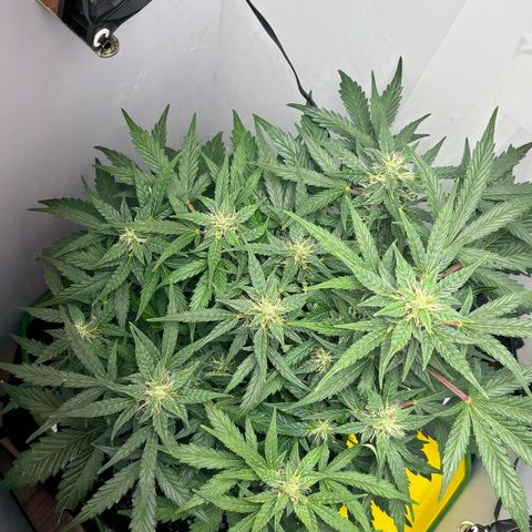 Apple fritter auto growlog timeline photo