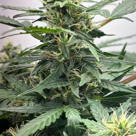 Apple fritter auto growlog timeline photo