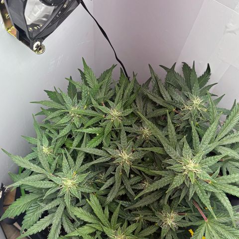 Apple fritter auto growlog timeline photo