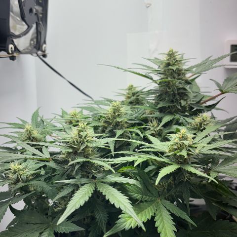 Apple fritter auto growlog timeline photo