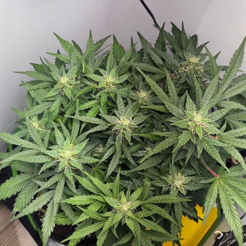 Apple fritter auto growlog timeline photo