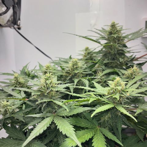 Apple fritter auto growlog timeline photo