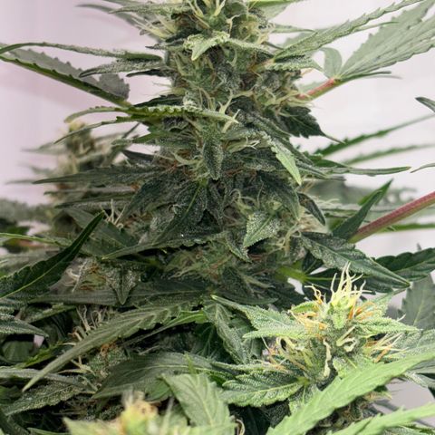 Apple fritter auto growlog timeline photo