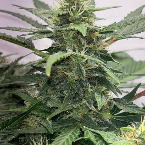 Apple fritter auto growlog timeline photo