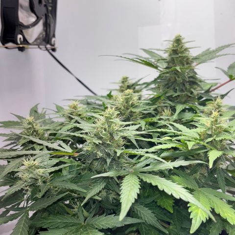 Apple fritter auto growlog timeline photo