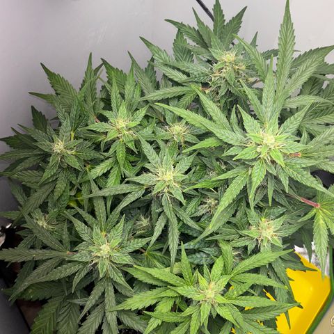 Apple fritter auto growlog timeline photo