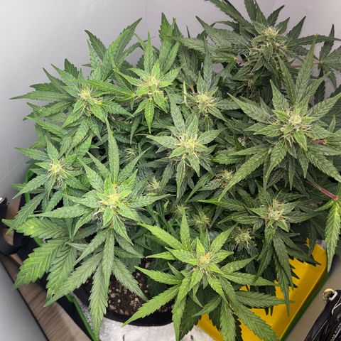 Apple fritter auto growlog timeline photo
