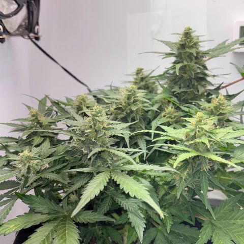 Apple fritter auto growlog timeline photo