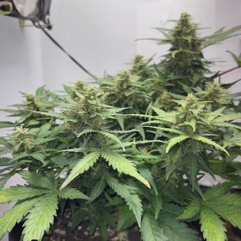 Apple fritter auto growlog timeline photo