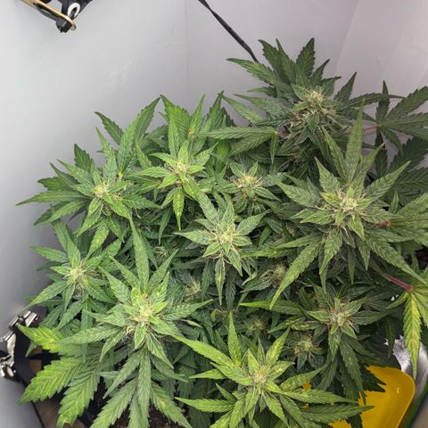 Apple fritter auto growlog timeline photo