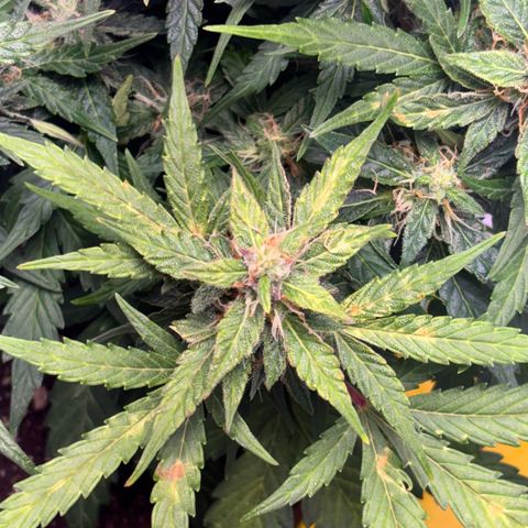 Apple fritter auto growlog photo: Apareceram manchas por deficiência de cálcio no solo, ph da água deve voltar a ser medido corretamente. 