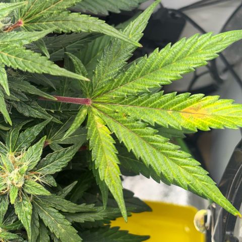 Apple fritter auto growlog photo: Apareceram manchas por deficiência de cálcio no solo, ph da água deve voltar a ser medido corretamente. 