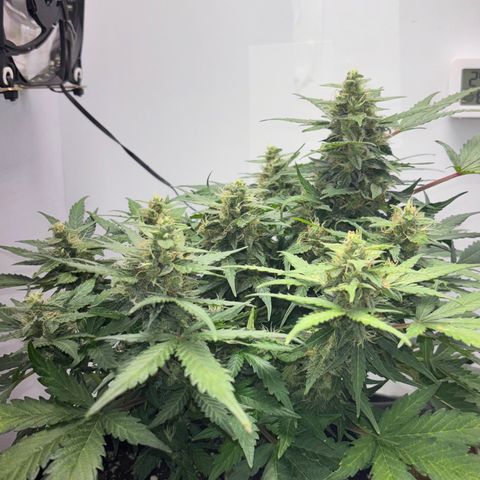 Apple fritter auto growlog timeline photo