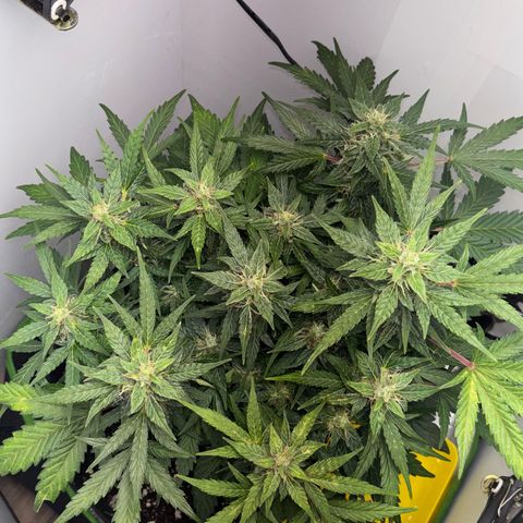 Apple fritter auto growlog timeline photo
